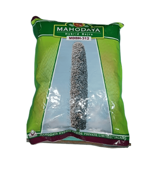 Hybrid Bajara MDBH-312 by Mahodaya Seeds