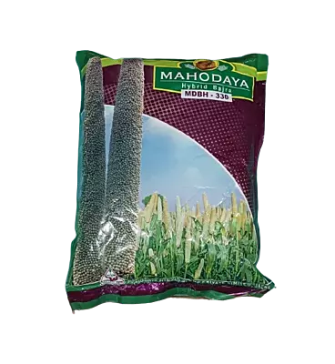 Hybrid Bajara MDBH-330 by Mahodaya Seeds