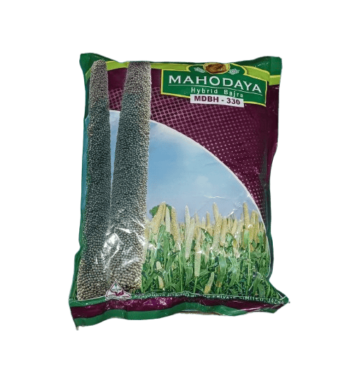 Hybrid Bajara MDBH-330 by Mahodaya Seeds