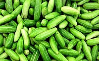Hybrid Ivy Gourd(హైబ్రిడ్ దొండకాయ)