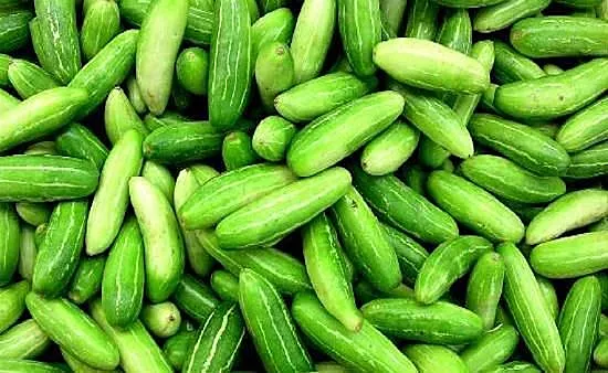Hybrid Ivy Gourd(హైబ్రిడ్ దొండకాయ)