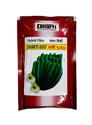 Hybrid DHARTI 6067 by Dharti Seeds