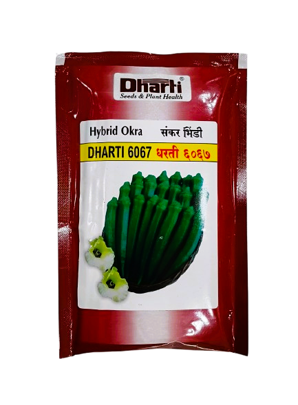Hybrid DHARTI 6067 by Dharti Seeds