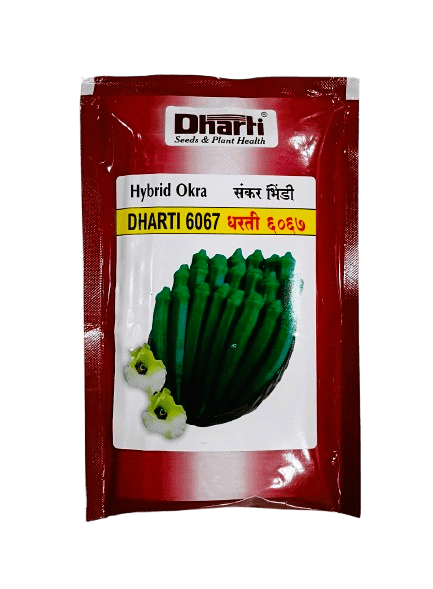 Hybrid DHARTI 6067 by Dharti Seeds