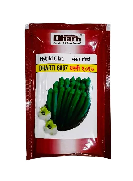 Hybrid DHARTI 6067 by Dharti Seeds