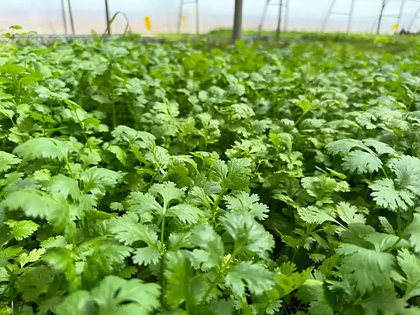 Coriander 100 Gms - Delia