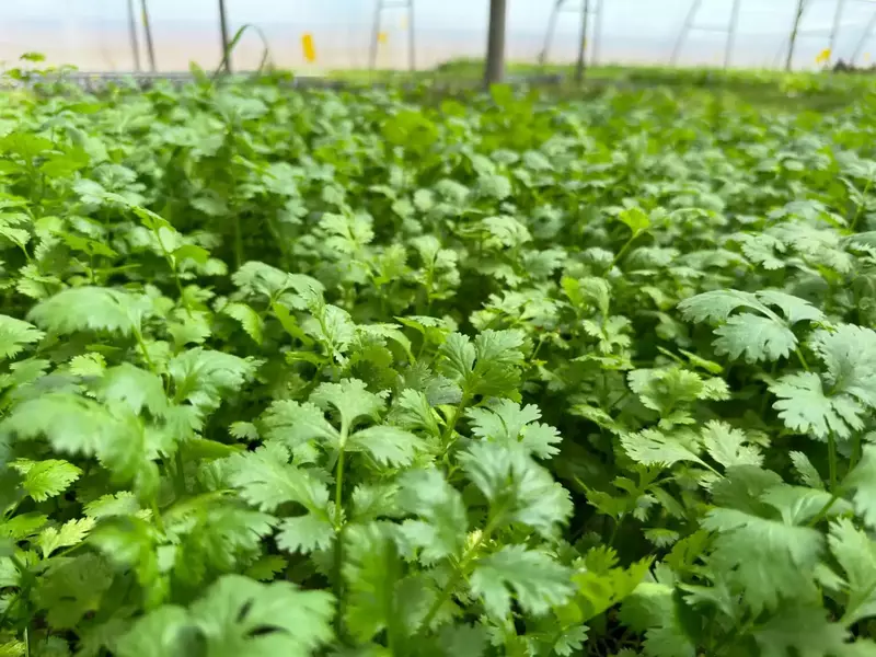 Coriander 100 Gms - Delia