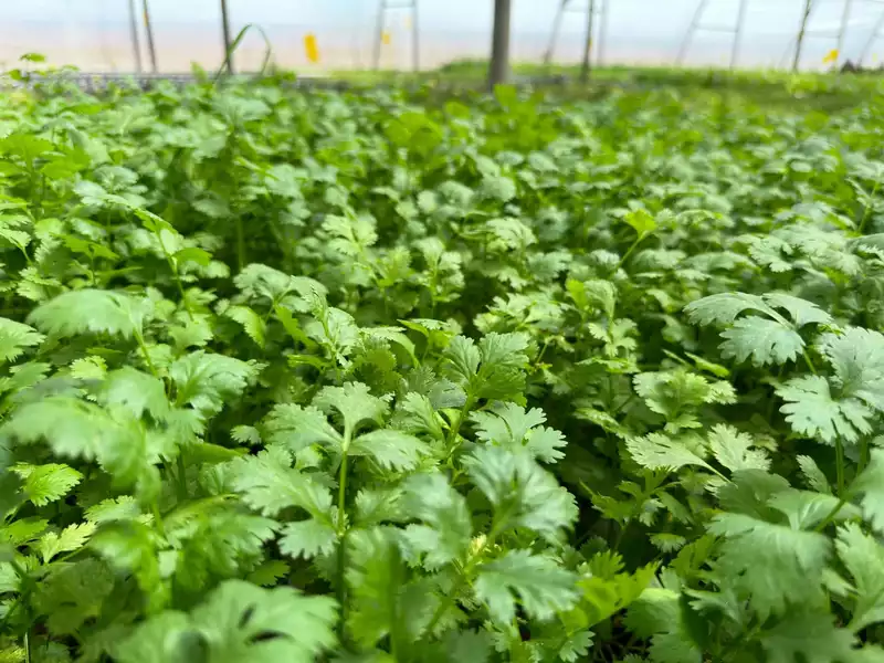 Coriander (Dhania) 100 Gms
