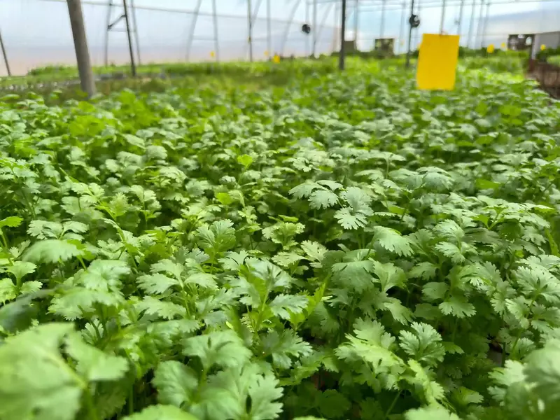 Coriander 100 Gms - Delia