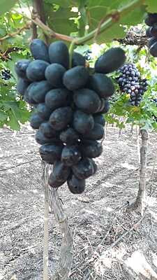 GRAPES (Black)
