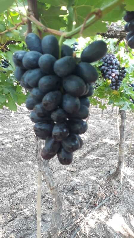 GRAPES (Black)