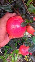 POMEGRANATE
