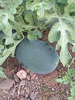 Water Melon (1Pc - 800+ Gms Approx)