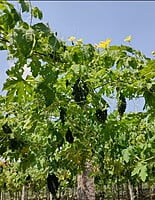 BITTERGOURD-500Gms