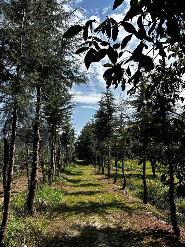 Felis Leo's Apple Cottage Pathan Colony Srinagar Kashmir