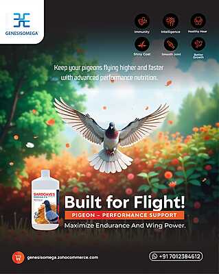 SARDOAVES OMEGA 36 FOR RACE HOMER -1L