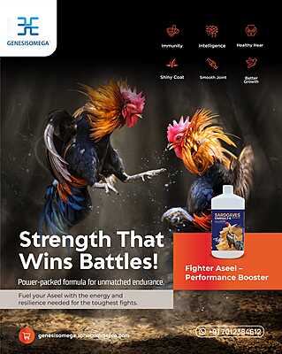 SARDOAVES OMEGA 36 FOR FIGHTER ASEEL 1L