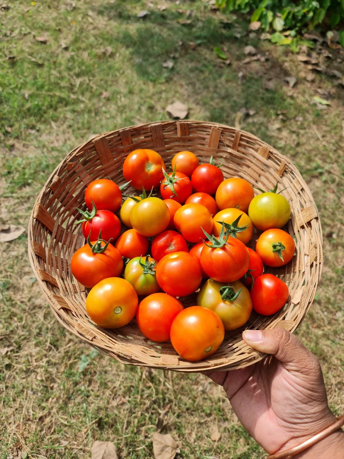 Fresh Farm Tomatoes