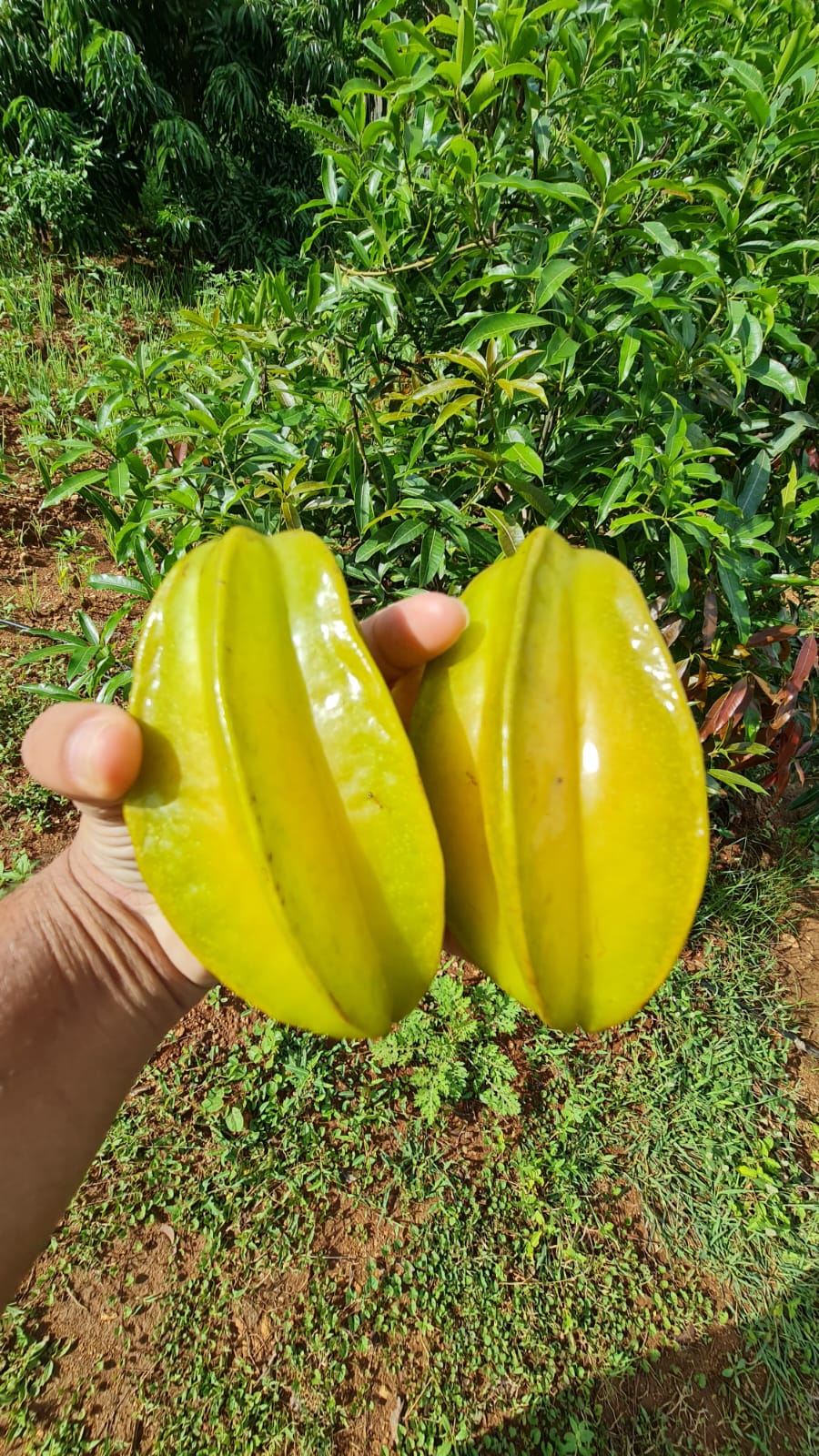 Fresh Star Fruit (Carambola)