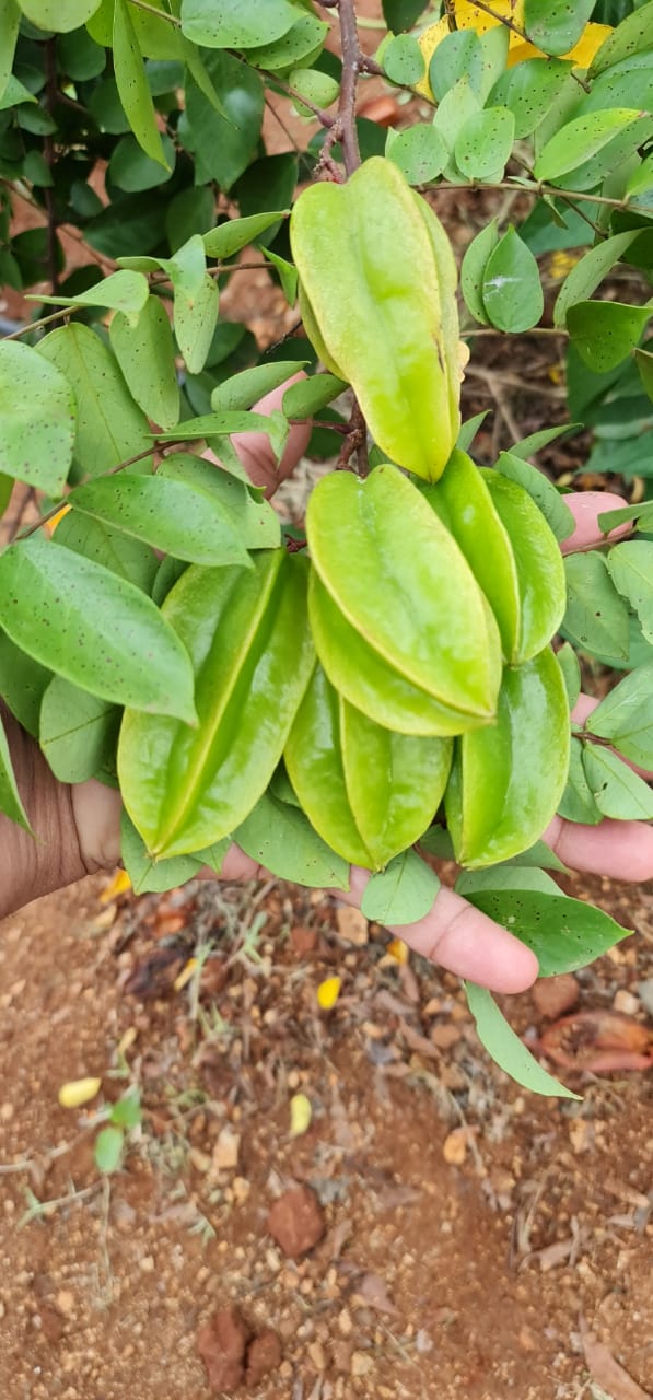 Fresh Star Fruit (Carambola)