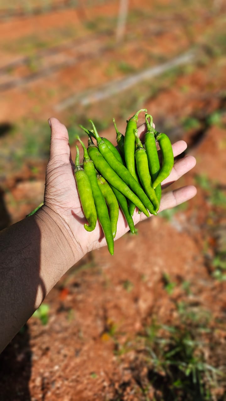 Fresh Green Chillies