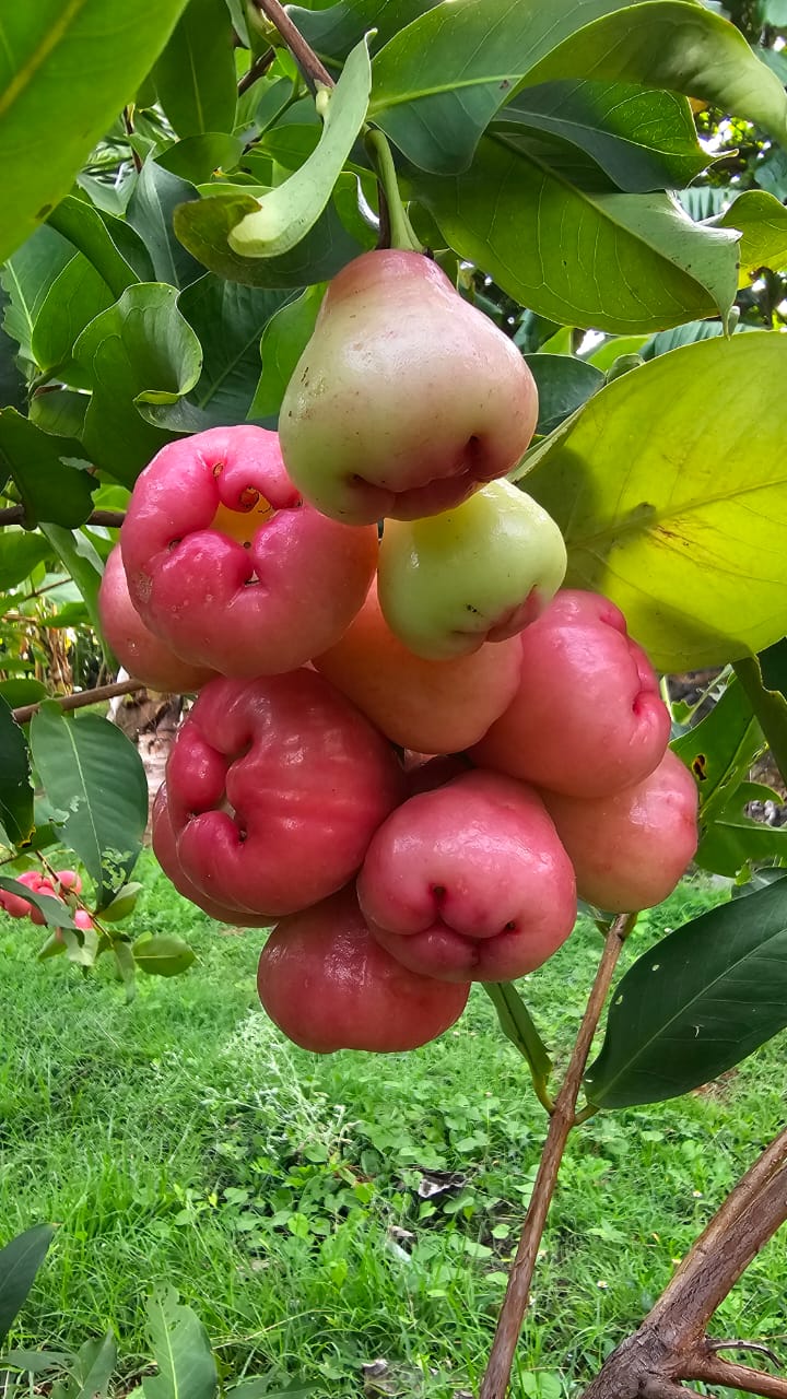 Fresh Water Apple