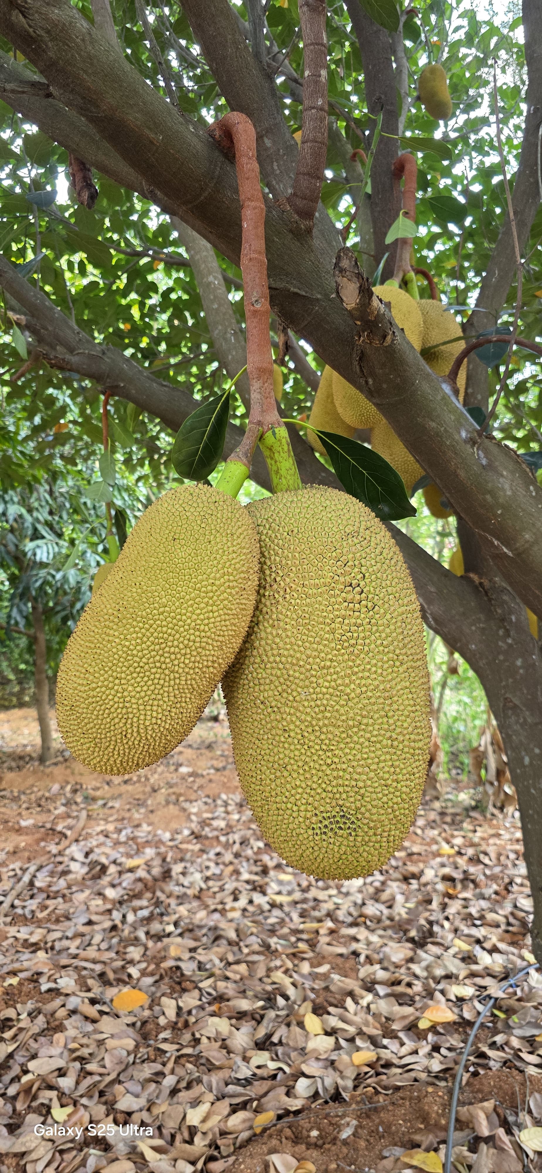 Fresh Jackfruit