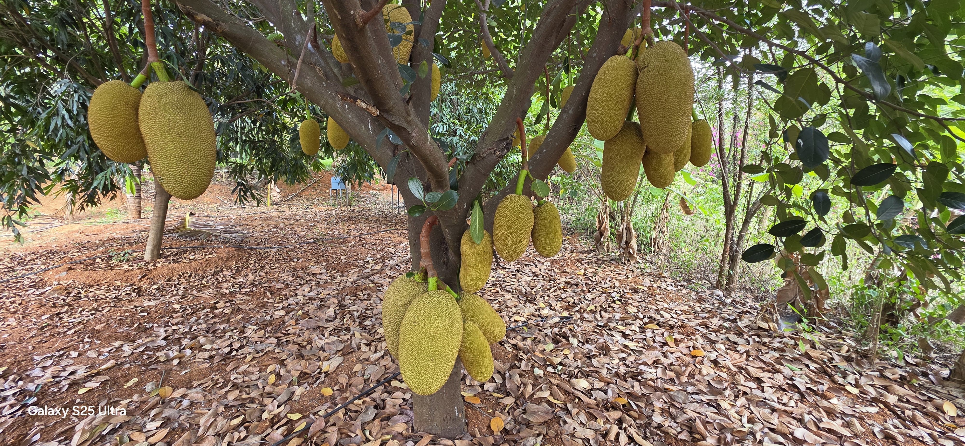 Fresh Jackfruit