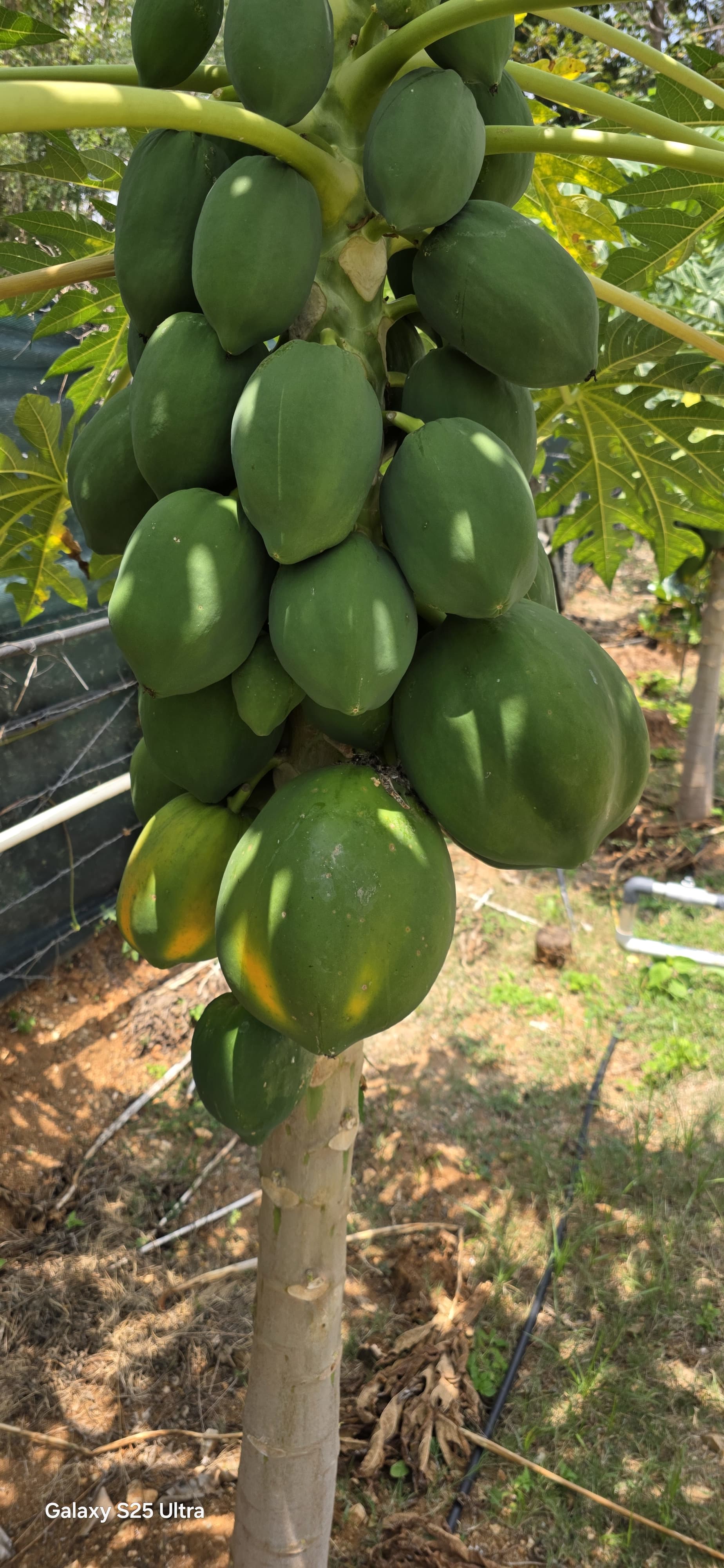 Papaya