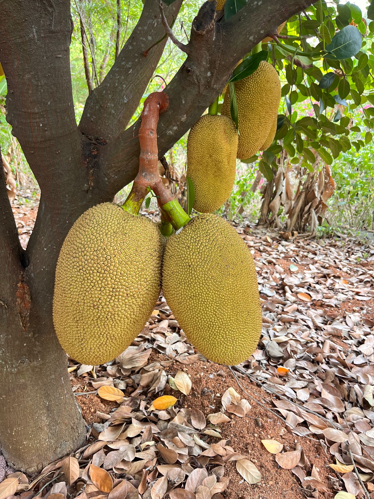 Fresh Jackfruit