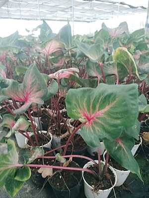 Caladium