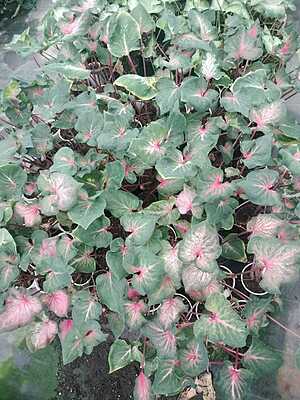 Caladium