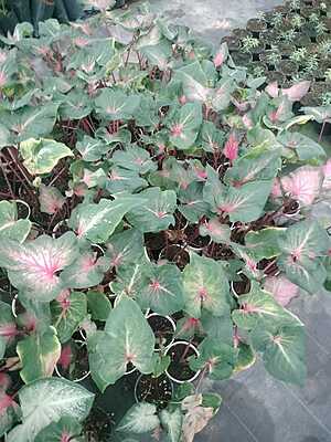Caladium