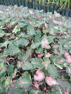 Caladium