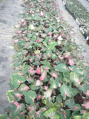 Caladium
