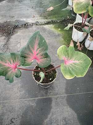 Caladium
