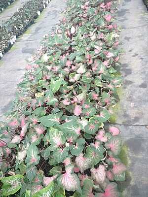 Caladium