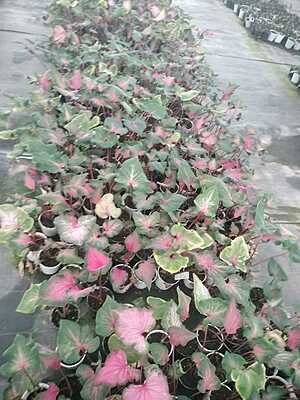 Caladium