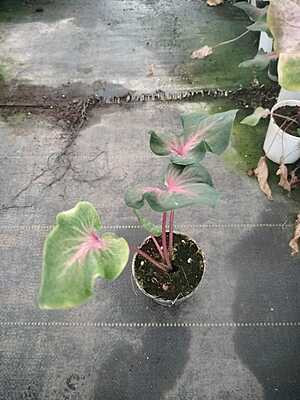 Caladium