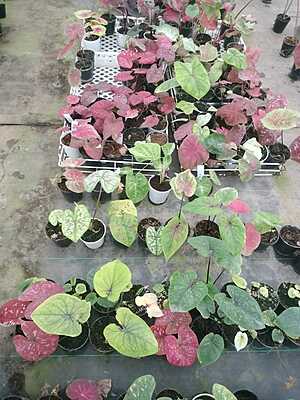 Caladium