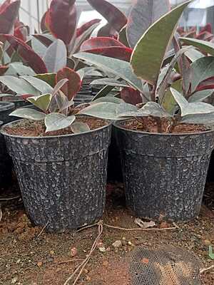Ficus Elastica Ruby