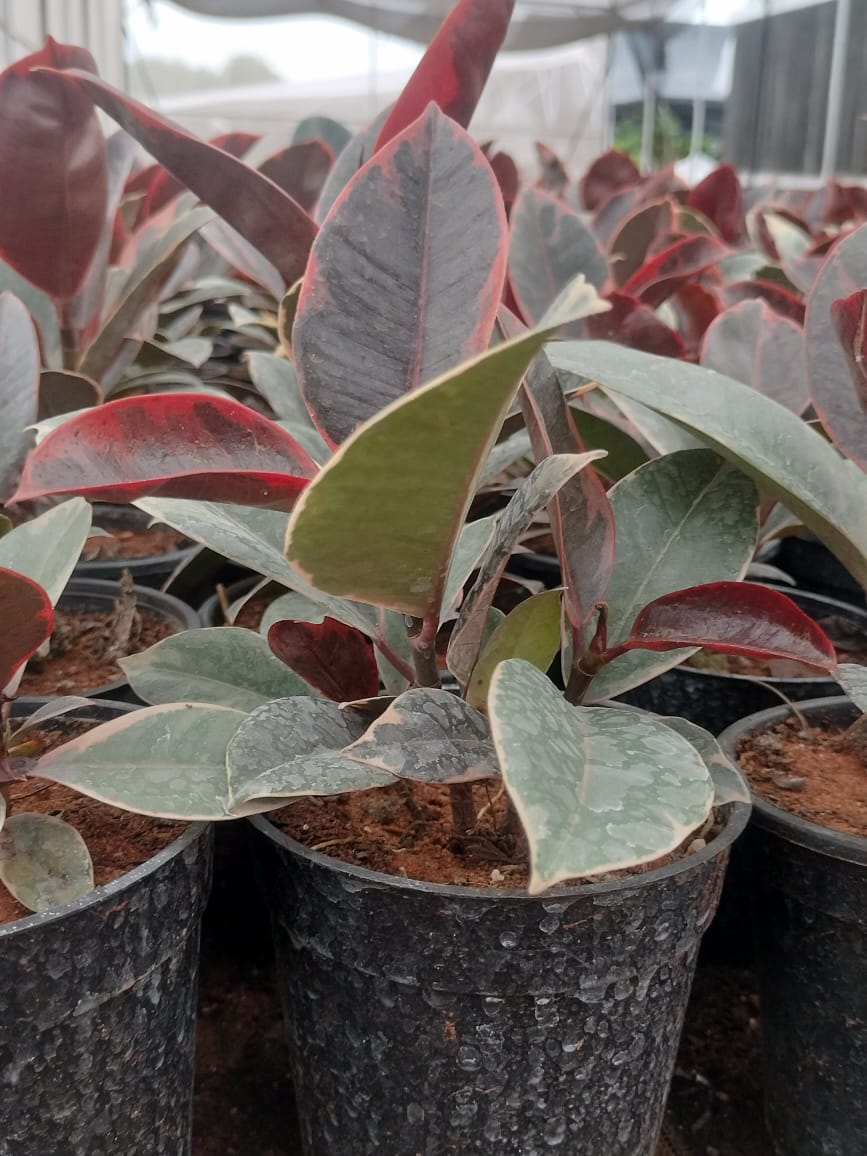 Ficus Elastica Ruby