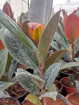 Ficus elastica