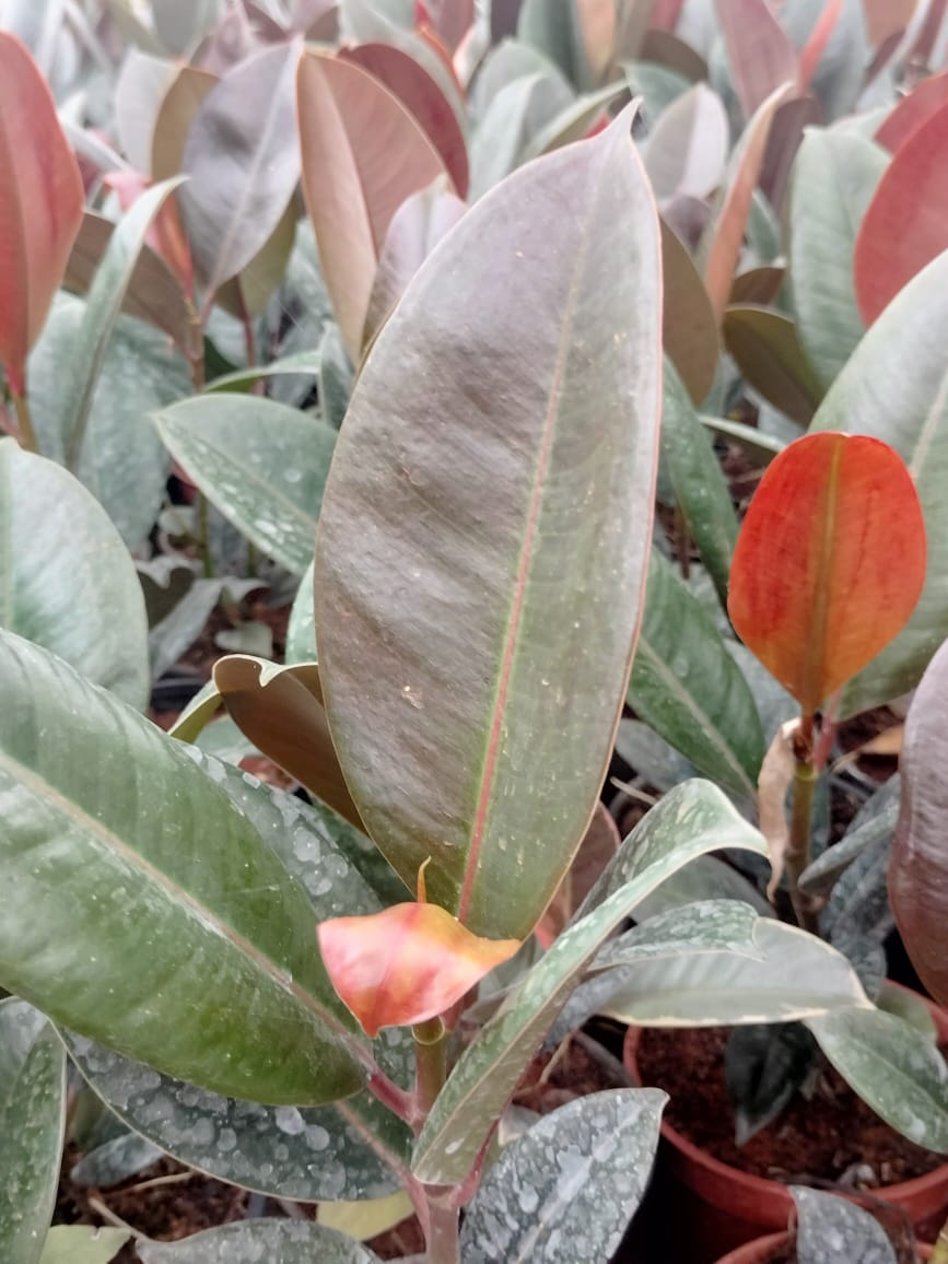 Ficus Elastica Ruby