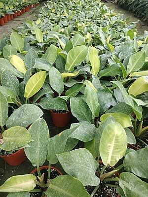 Philodendron Moonshine