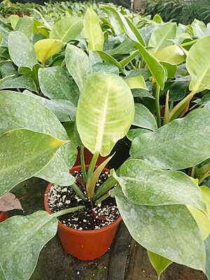 Philodendron Moonshine