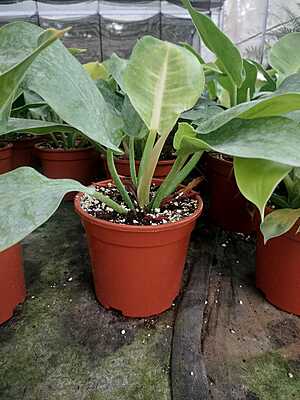 Philodendron Moonshine