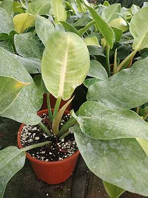 Philodendron Moonshine Philodendron Moonshine