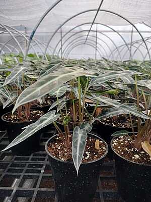 Alocasia Poly Bambino