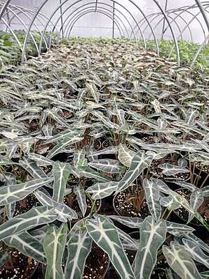 Alocasia Poly Bambino